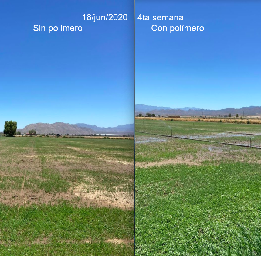 Comparación de campo de alfalfa con y sin polímero Rescaype
