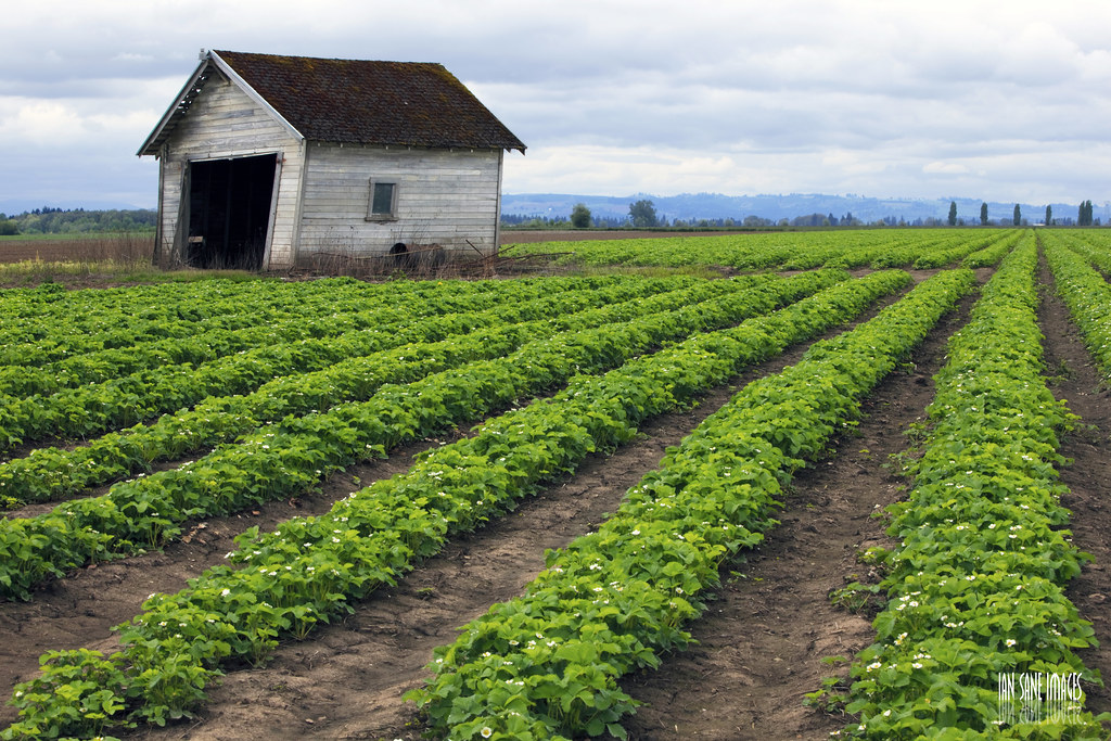 Cultivos verdes en campos de Latinoamérica