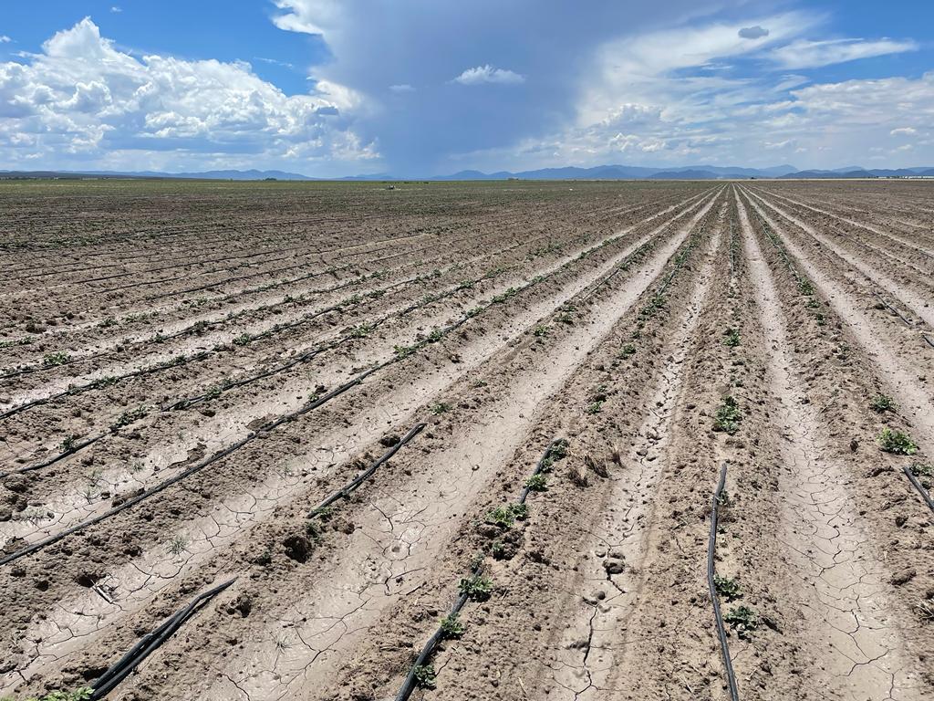 Surcos de cultivo de papas con riego por goteo